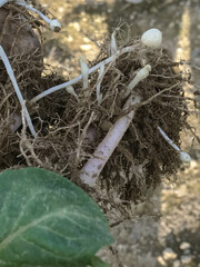 Potato Root System Early In The Season With Stolons At The Hook Stage And Swelling