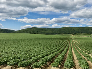 Field Of Potato Plants Early In The Season In The Countryside