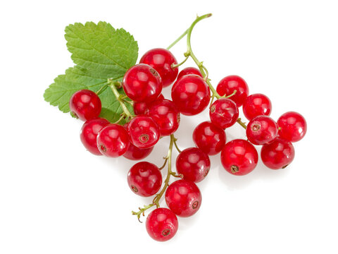 Ripe red currant fruits with a green leaf, studio shot