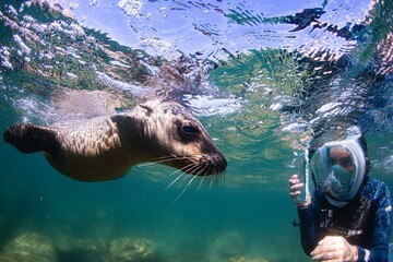 Face to face with a sea lion in the ocean.