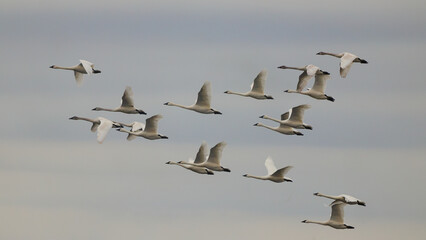 Canadian snow geese on migration, flying together in formation. 