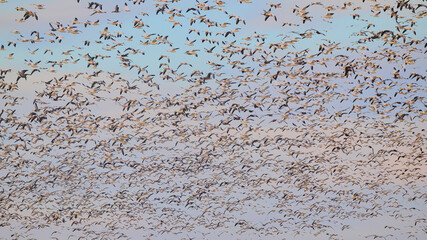Multitude of Canadian snow geese blasting off inflight on migration.  © Mark