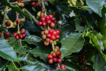 Coffee tree concept. Organic coffee berries beans. Red berry branch. coffee beans on the tree organic farming concept