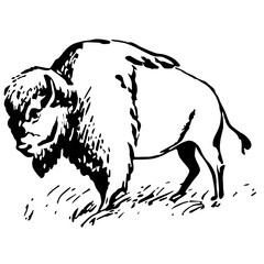 Bison Buffalo Illustration Vintage Style Vector