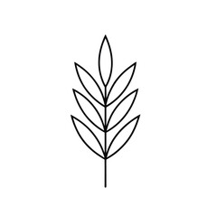 Ear of wheat and wheat grain on white background. Organic wheat, bread agriculture and natural eat, barley or rice millet. Agricultural background template. Isolated. Vector illustration