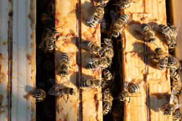 A CloseUp View of Bees on Wooden Bee Frames Inside a Beehive, Capturing Their Activity