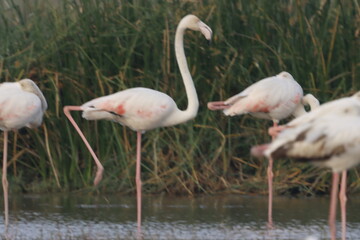 Fototapeta premium This breathtaking image captures a flamingo in its natural habitat at Bhigwan, Maharashtra, a renowned birdwatching destination. With its elegant long legs, curved neck, and striking pink feathers, th