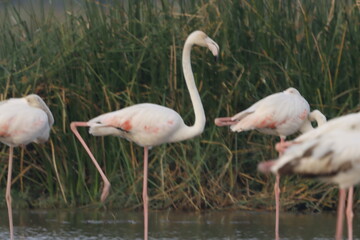 This breathtaking image captures a flamingo in its natural habitat at Bhigwan, Maharashtra, a renowned birdwatching destination. With its elegant long legs, curved neck, and striking pink feathers, th