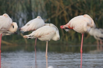 This breathtaking image captures a flamingo in its natural habitat at Bhigwan, Maharashtra, a renowned birdwatching destination. With its elegant long legs, curved neck, and striking pink feathers, th