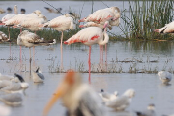 This breathtaking image captures a flamingo in its natural habitat at Bhigwan, Maharashtra, a renowned birdwatching destination. With its elegant long legs, curved neck, and striking pink feathers, th