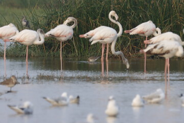 This breathtaking image captures a flamingo in its natural habitat at Bhigwan, Maharashtra, a renowned birdwatching destination. With its elegant long legs, curved neck, and striking pink feathers, th