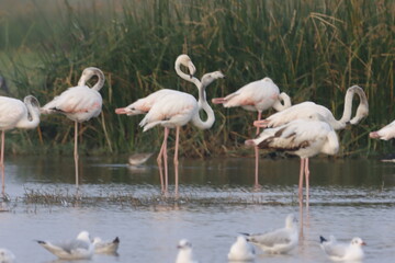 This breathtaking image captures a flamingo in its natural habitat at Bhigwan, Maharashtra, a renowned birdwatching destination. With its elegant long legs, curved neck, and striking pink feathers, th