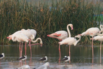 This breathtaking image captures a flamingo in its natural habitat at Bhigwan, Maharashtra, a renowned birdwatching destination. With its elegant long legs, curved neck, and striking pink feathers, th
