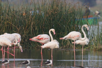 This breathtaking image captures a flamingo in its natural habitat at Bhigwan, Maharashtra, a renowned birdwatching destination. With its elegant long legs, curved neck, and striking pink feathers, th