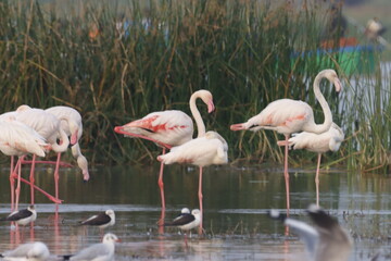 This breathtaking image captures a flamingo in its natural habitat at Bhigwan, Maharashtra, a renowned birdwatching destination. With its elegant long legs, curved neck, and striking pink feathers, th