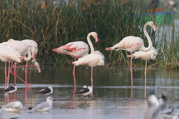 This breathtaking image captures a flamingo in its natural habitat at Bhigwan, Maharashtra, a renowned birdwatching destination. With its elegant long legs, curved neck, and striking pink feathers, th