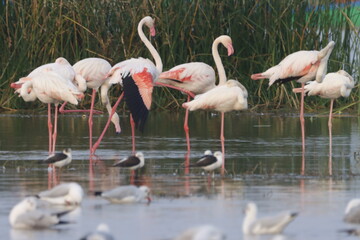 This breathtaking image captures a flamingo in its natural habitat at Bhigwan, Maharashtra, a...