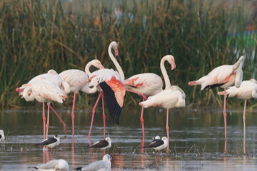 This breathtaking image captures a flamingo in its natural habitat at Bhigwan, Maharashtra, a renowned birdwatching destination. With its elegant long legs, curved neck, and striking pink feathers, th
