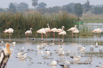 This breathtaking image captures a flamingo in its natural habitat at Bhigwan, Maharashtra, a...