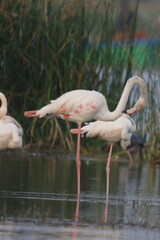 This breathtaking image captures a flamingo in its natural habitat at Bhigwan, Maharashtra, a renowned birdwatching destination. With its elegant long legs, curved neck, and striking pink feathers, th