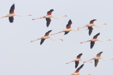 This breathtaking image captures a flamingo in its natural habitat at Bhigwan, Maharashtra, a...