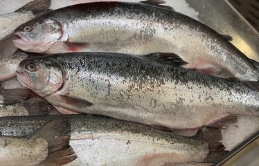 Raw steaks of rainbow trout chilled on shallow ice at the seafood market. An open shelf at the fish market