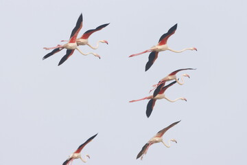 This breathtaking image captures a flamingo in its natural habitat at Bhigwan, Maharashtra, a renowned birdwatching destination. With its elegant long legs, curved neck, and striking pink feathers, th