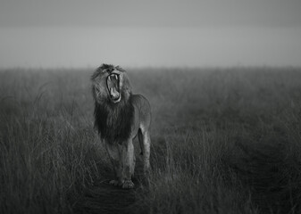 Great Lion Lorkulup yawning in high grass of savanna Maasai Mara national reserve in Africa