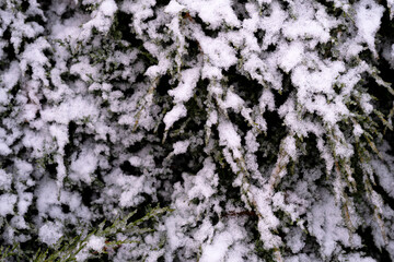 Juniper bush in the snow, horizontal image