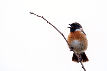 Male european stonechat perched on a branch on white background.