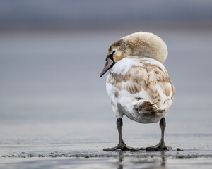 Eleganter junger Schwan auf teilgefrorenem See mit verdrehtem Hals