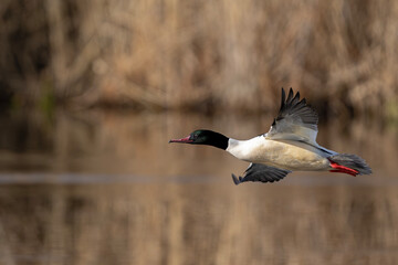 Gänsesäger fliegt mit hoher Geschwindigkeit knapp über dem See