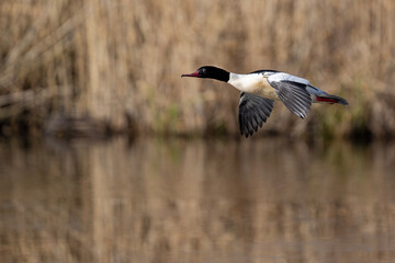 Gänsesäger fliegt mit hoher Geschwindigkeit knapp über dem See