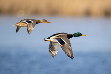 Stockentenpaar im Parallelflug