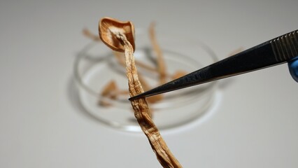 Scientist examining magic mushrooms for health therapy research. Laboratory set, psilocybin mushrooms microdosing discovery and development. Mental health clinic trial treatment for PTSD depression.