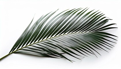 Obraz premium silhouett leaf of silver date palm tree phoenix sylvestris l roxb isolated on white background