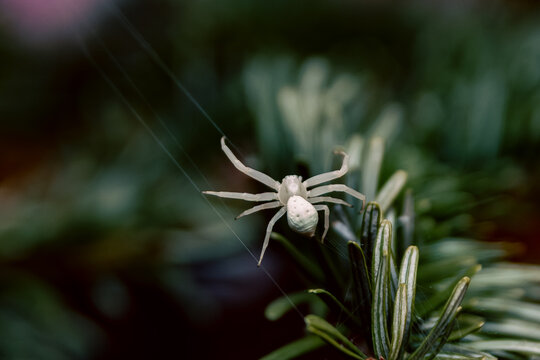 A white crab spider (Misumena vatia) is perched on green foliage, weaving silk threads. Its translucent legs contrast against the blurred background, highlighting its camouflaging ability in nature.