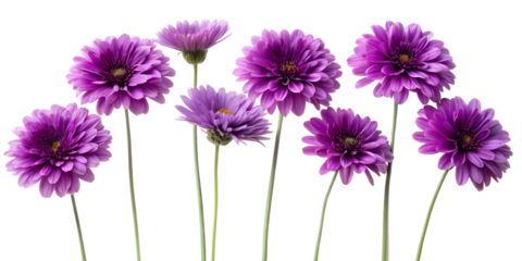 purple flowers isolated on white background