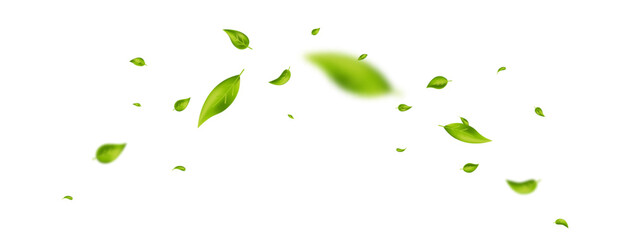 Leaf falling frame. Green flying leaves banner. Wave foliage ornament. Beauty design. Vegan, eco, organic product. Cosmetic pattern border. Fresh tea background. Vector illustration