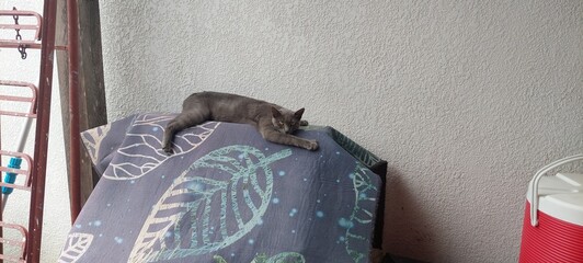 Gato color plomo recostado descansando.