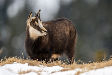 Gams auf der Futtersuche am Berghang