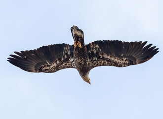 A Juvenile Bald Eagle observed from the underside soaring overhead with open wings and looking towards the ground.