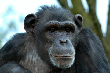 Schimpanse