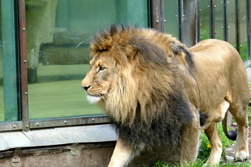 Löwe  © Florian