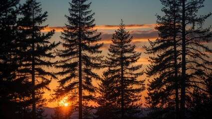 Fototapeta premium Majestic Pine Trees Silhouetted Against a Vibrant Sunset Sky with Warm Orange and Blue Tones Expressing Tranquility and Natural Beauty