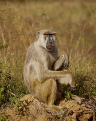 baboon sitting on the ground