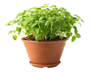 Fototapeta premium fresh basil in a pot