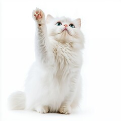 Adorable White Longhair Cat Reaching Up with Paw, Playful and Sweet Expression Against White Background