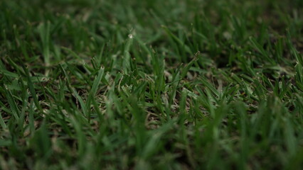 Pasto