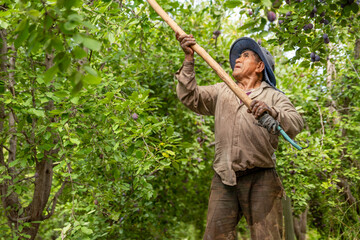 Harvester unloading D&acute;agen plums from the plant. Latin harvester.